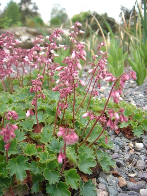 Heuchera brizoides 'Sanglant'